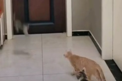 Cat-astrophic Comedian! This Hilarious Talking Cat Will Leave You in Pawsitive Stitches!