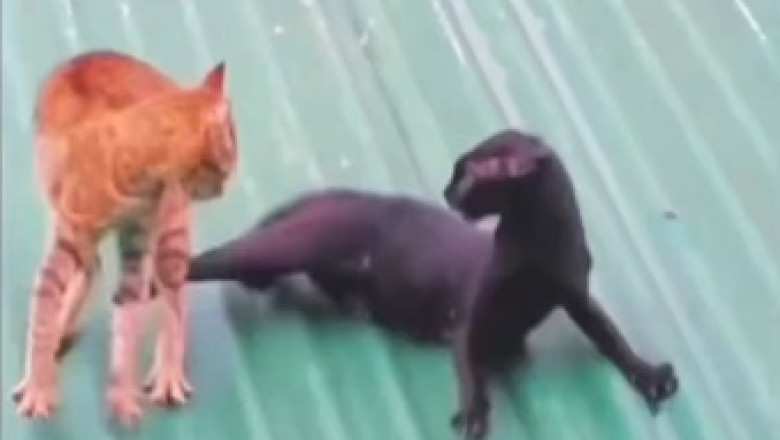 Cat Reacts with Hilarious Surprise! You Won't Believe What Caught Him Off Guard!