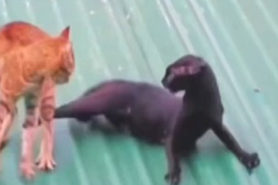 Cat Reacts with Hilarious Surprise! You Won't Believe What Caught Him Off Guard!