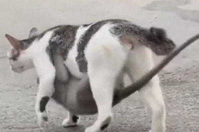 Cat vs. Monkey: Who Will Win This Epic Battle?