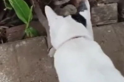 Cat vs. Rabbit Showdown: Hilarious Battle of Wits Caught on Camera!