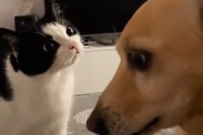 Escape Mission: Cat vs. Gang of Tiny Dogs - A Laugh-Out-Loud Showdown!