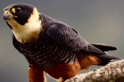 Feathered Fun Galore: Behold the Whimsical Antics of a Beautiful Bird!