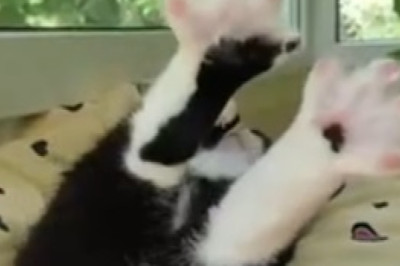 Feline Food Frenzy: The Epic Eating Challenge Between Two Hilarious Cats!