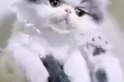 Hilarious Cat Crisis: Watch as Clever Kitty Masters the Art of Asking for Help!