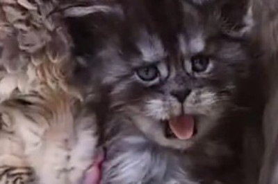 Hilarious Felines Gone Wild: Watch These Funny Cats Take Over the Internet!