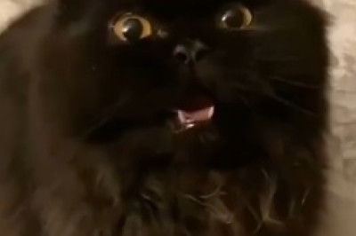 Hilarious Hijinks: Funny Pets Caught in the Act!