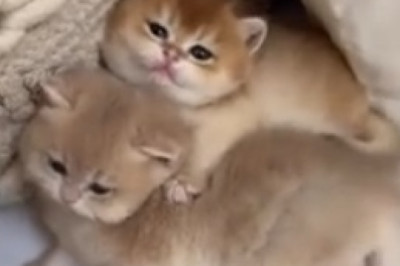 Hilarious Hijinks of a Drop-Dead Gorgeous Kitten: Prepare to Laugh Your Heart Out!