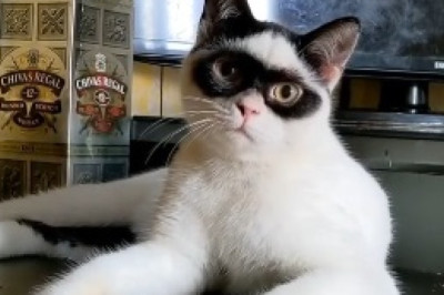 Hilarious Video of Kitten Defying Gravity by Climbing Walls!