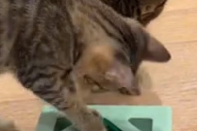 Hilarity Ensues: Watch This Mischievous Kitten's Table Manners Go Out the Window!