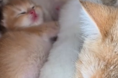 Kitty Chronicles: A Hilarious Tale of a Cat and Her Comically Adorable Kittens!