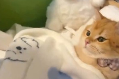 Kneading Bread Cat-tastrophe: Hilarious Feline Attempts Culinary Career With Pawsitively Funny Results!