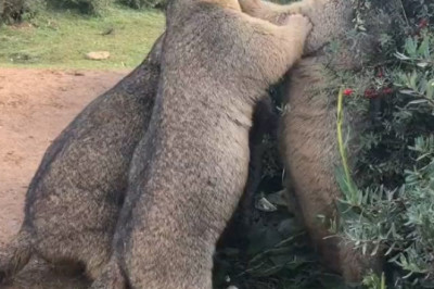 Marmot's Hygiene Hilarity: Watch as a Shower-Loving Rodent Turns Bath Time into a Splashy Comedy Show!
