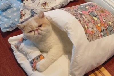 Meow-ssage Delivery: The Hilarious Tale of a Feline's Communication Skills!