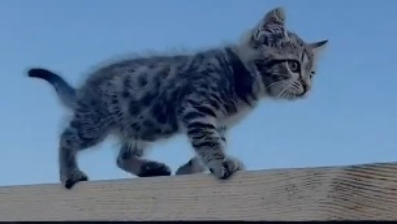 Milkbar Hilarity: Watch as Adorable Kitten Babies Test the Patience of Their Tired Cat Mom!