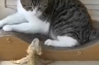 OMG! Watch These Genius Planning Cats Chart Their Way to Hilarity!