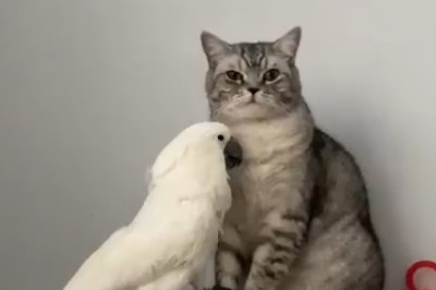 Party with Polly: The Parrot DJ That'll Make You Dance All Night!