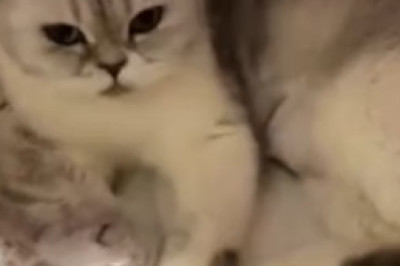 Prepare to Be Overwhelmed by Cuteness: The Most Beautiful Kitten You've Ever Seen!