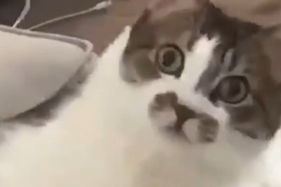 Purr-fectly Hilarious: Meet the Good Cat with a Mischievous Twist!