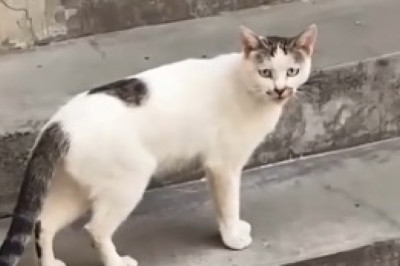 Purrfect Athlete Alert! Sports Cat Sets a New Standard for Feline Olympics!