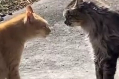 Purrfectly Surprising Conversations: When a Cat Speaks, Hilarity Ensues