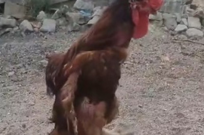 Ridiculous Rooster Roams the Roost: Unexpectedly Hilarious Crowing Antics