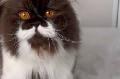 The Adorably Clumsy Cat: Hilarity Ensues!