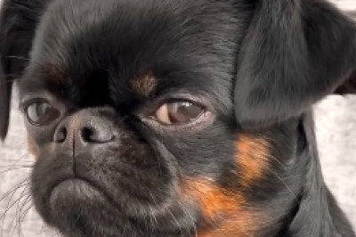 The Groovy Woofers: Watch This Hilarious Dog's Impromptu Dance Moves!