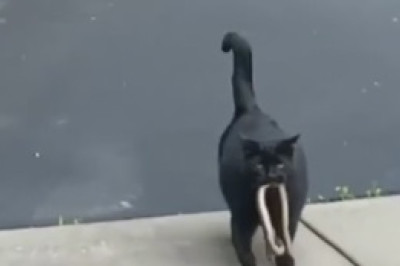 The High-jinks Begin: Hilarious Cat Discovers a Stash of Marijuana Leaves!