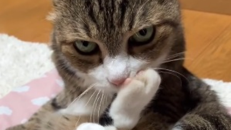 The Hilarious Adventures of a Snoozing Superstar! Watch This Cat's Comical Naptime Antics Go Viral!