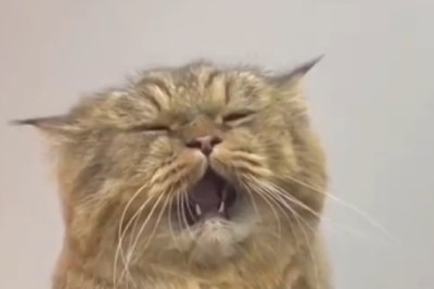 The Misadventures of a Melancholic Cat: A Hilarious Tale of a Comically Gloomy Feline!