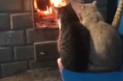 The Purrfectly Hilarious Feline Fiasco: Meet the Loveliest Cat with a Comedic Twist!