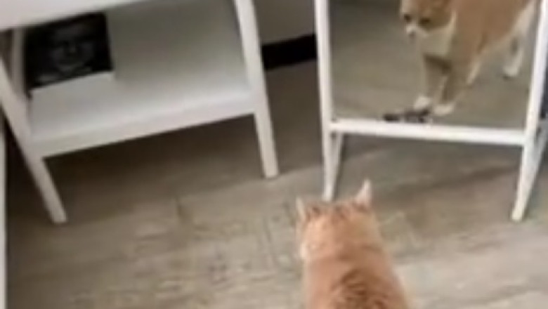 This Cat's Patience is Officially at Level 100