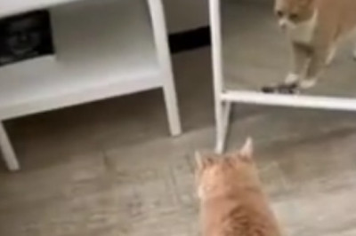 This Cat's Patience is Officially at Level 100