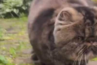 This Cat Takes 'Catnapping' to a Whole New Level – Prepare to be Amazed!
