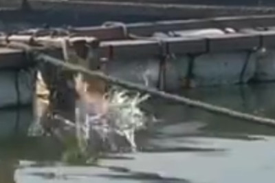 Unbelievable! Fearless Cat Takes a Hilarious Dip in the Pool!