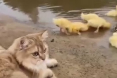 Unlikely BFF Alert: Hilarious Video Shows a Cat and a Duck Forming an Adorable Friendship!