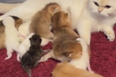 Unlikely Friends: Watch a Big Cat's Hilarious Attempt at Nursing Tiny Kittens!