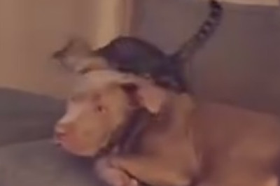 Watch Out! This Angry Dog Takes Hilarious Comedic Fury to the Next Level!