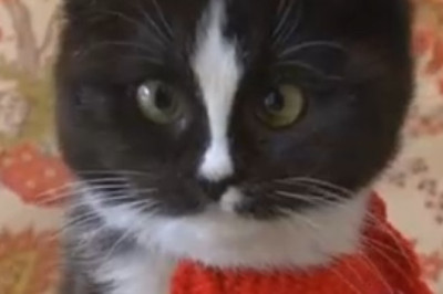 When a Cat Tries to Cook Corn: A Hilariously Purrplexing Culinary Caper!