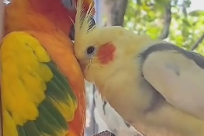 Whimsical Beauty Unleashed: Delightful Birds That Will Leave You in Awe!