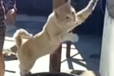 You Won't Believe Where This Cat Finds the Perfect Spot to Catch Some Zzzs!