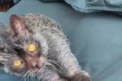 Cat's Serious Business: Watch the Hilarious Antics of a No-Nonsense Feline!
