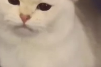 Hilarious Cat Falls Asleep in the Bathtub! 😹🛁