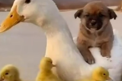 Laughing Duck Teases Hilarious Dog Fail: Prepare for Adorable Comedy Gold!
