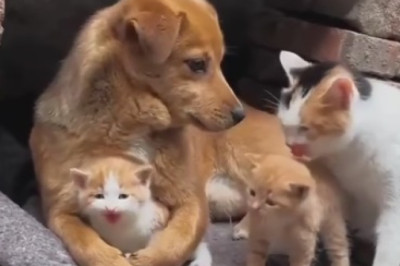 Purr-fectly Hilarious: Cat’s Pondering Shenanigans!