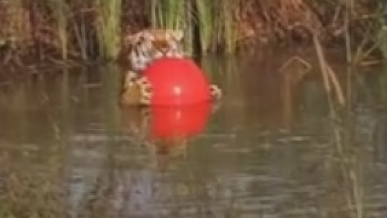 Tiger Takes a Dip: A Royal Splash in the Pond