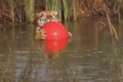 Tiger Takes a Dip: A Royal Splash in the Pond
