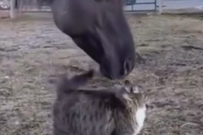 Wild Stallion Shenanigans: Comedy Galloping your way!