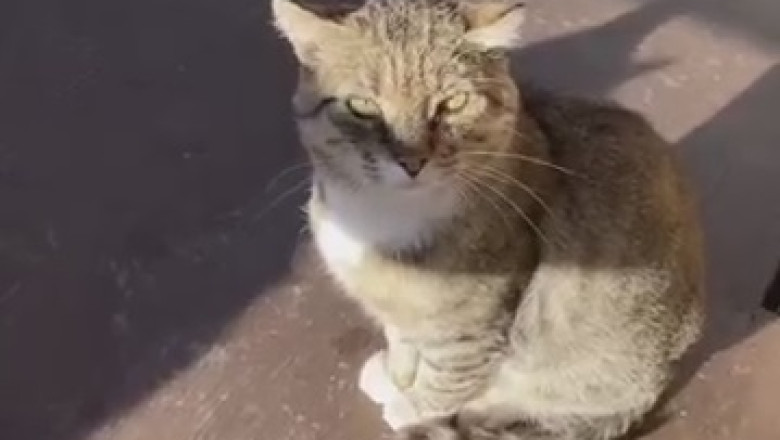 Cool Cats That Will Make You LOL!